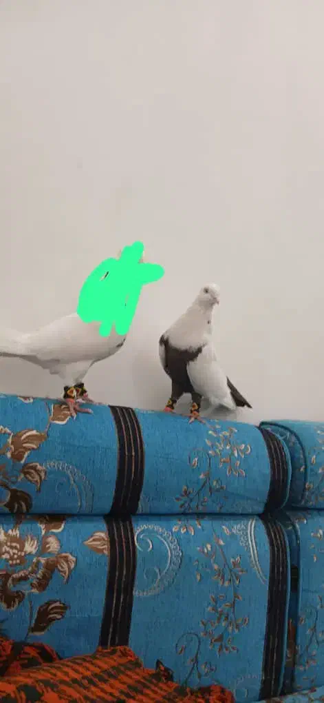 کبوتر دمبی نره سوسنگرد|پرنده|سوسنگرد, |دیوار