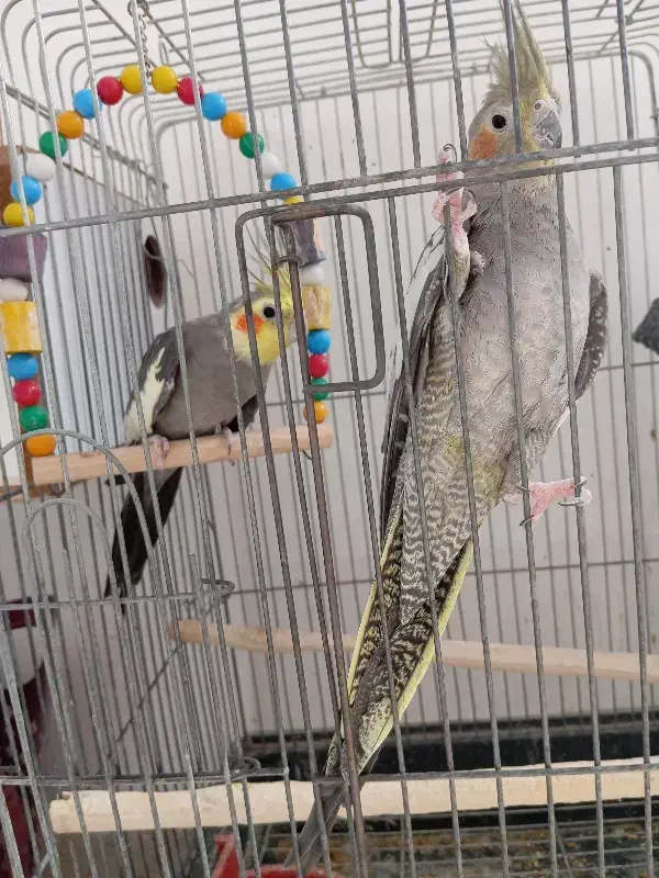 مرغ عروس نرو ماده کار داده|پرنده|کاشان, لتحر|دیوار