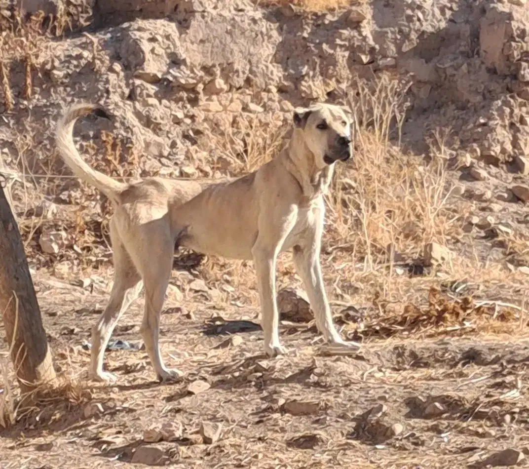 واگذاری سگ سرابی ۲۰ ماهه قد ۸۰|سگ|اردبیل, |دیوار
