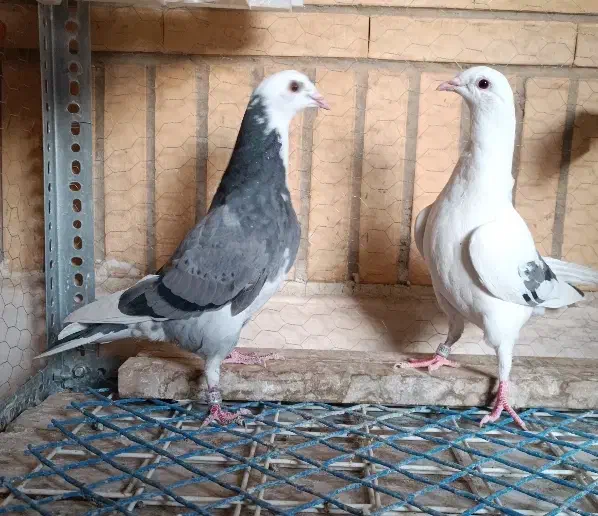 کبوتر پلاکی|پرنده|شاهینشهر, شهرک هشت بهشت|دیوار