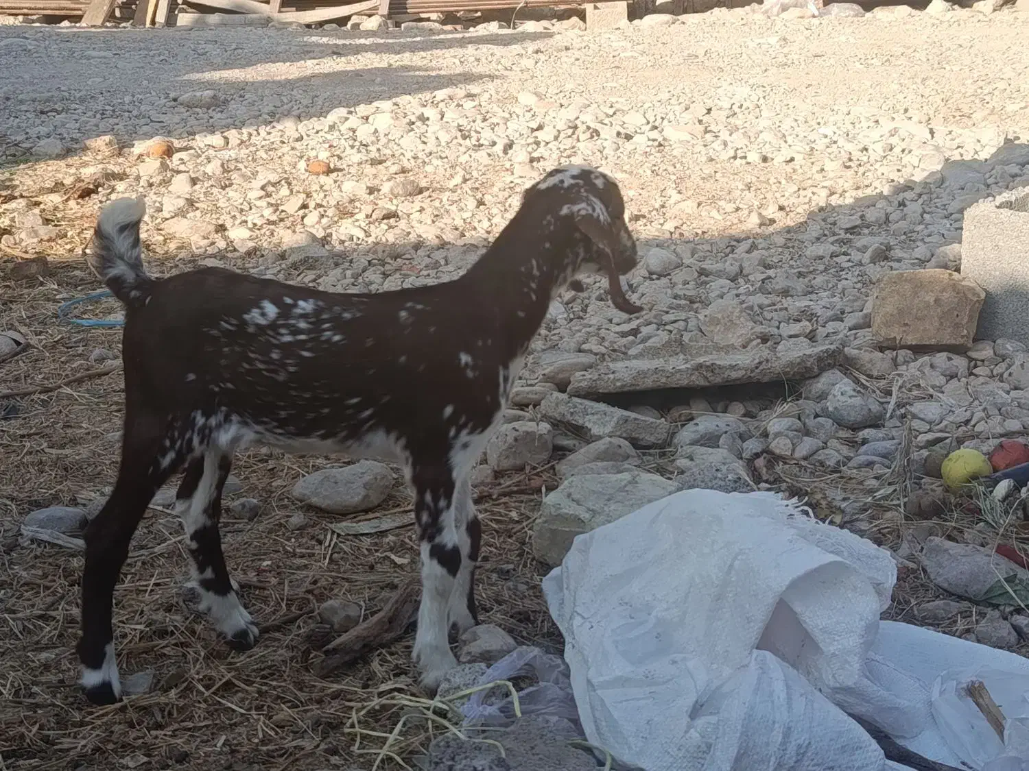 کهره نر و ماده|حیوانات مزرعه|بندرعباس, |دیوار