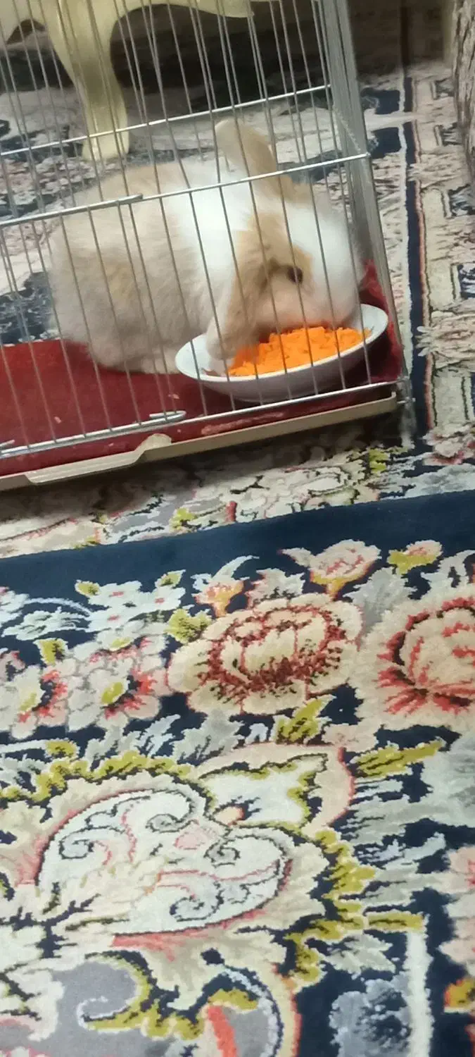 خرگوش|موش و خرگوش|تهران, افسریه شمالی|دیوار