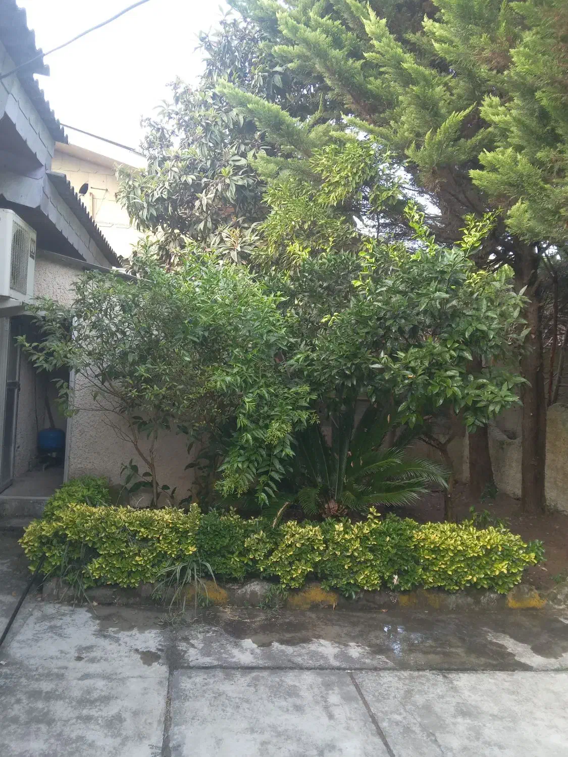 علفتراشی و سمپاشی و هرسکاری|خدمات باغبانی و درختکاری|سلمان‌شهر, |دیوار