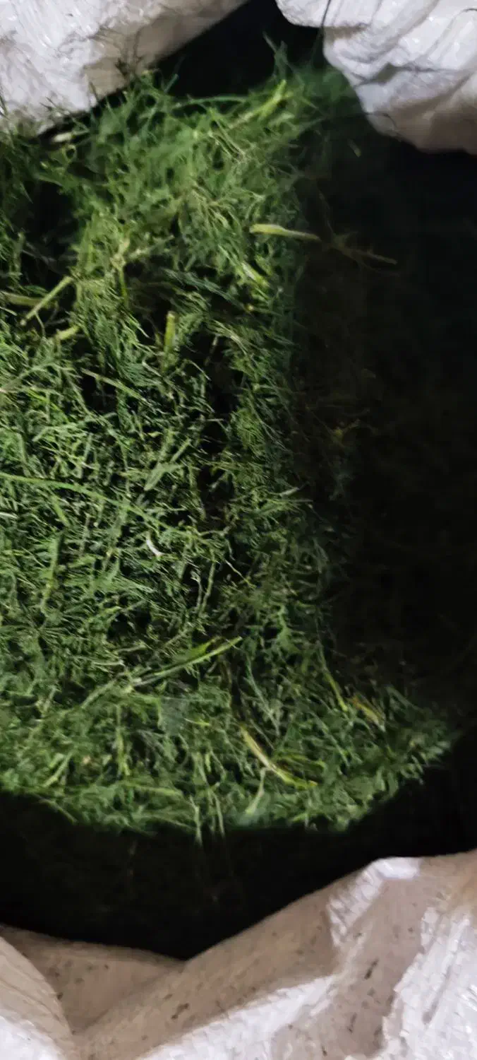 شویدخشک|خوردنی و آشامیدنی|قم, نوبهار|دیوار