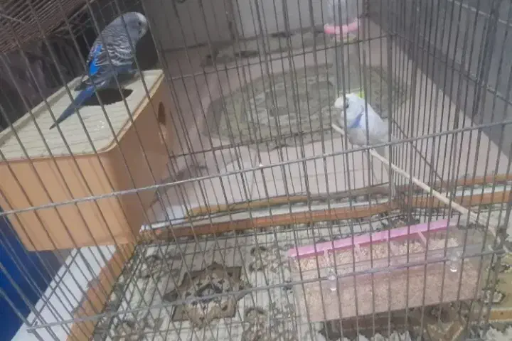 مرغ عشق سالم و سرحال|پرنده|گلپایگان, |دیوار