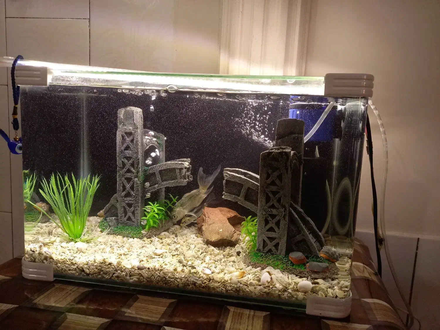 اکواریوم|ماهی|بروجن, |دیوار