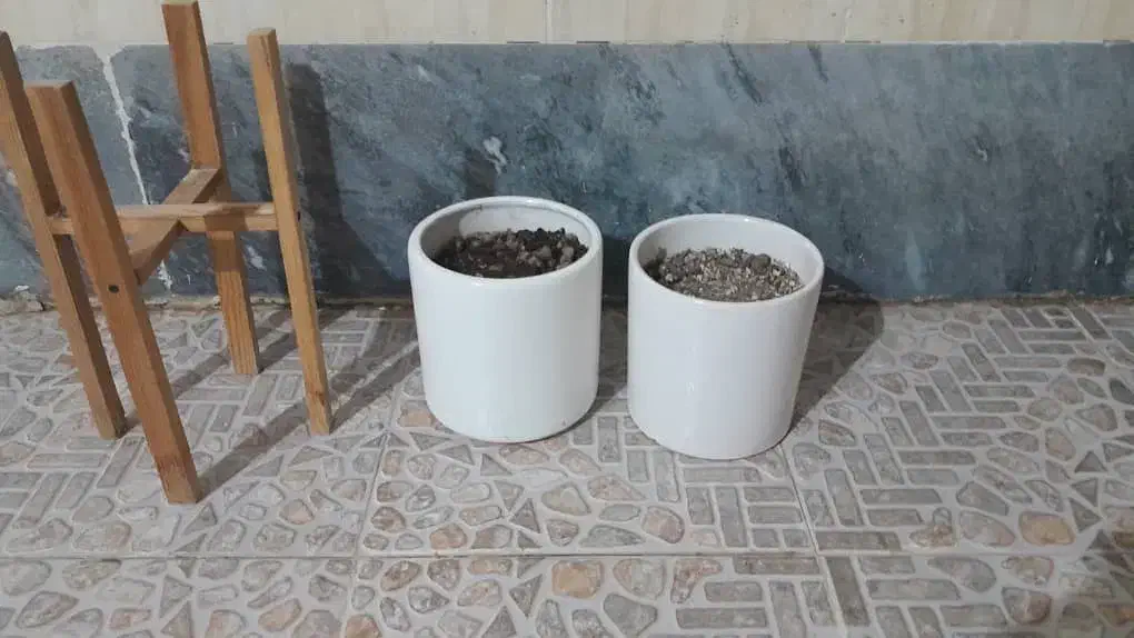 گلدان|گل و گیاه طبیعی|خرمشهر, |دیوار