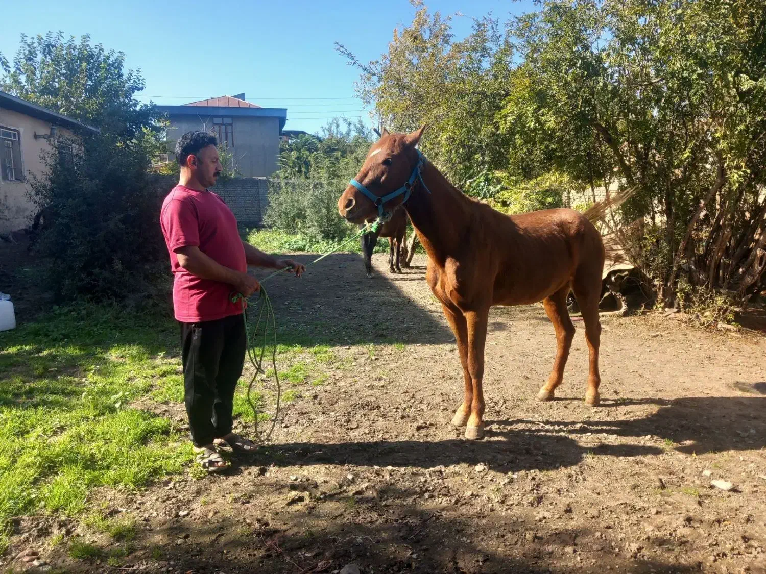 ۳ عدد نریان   یورقه وقدم|اسب و تجهیزات اسب‌سواری|گرگان, |دیوار