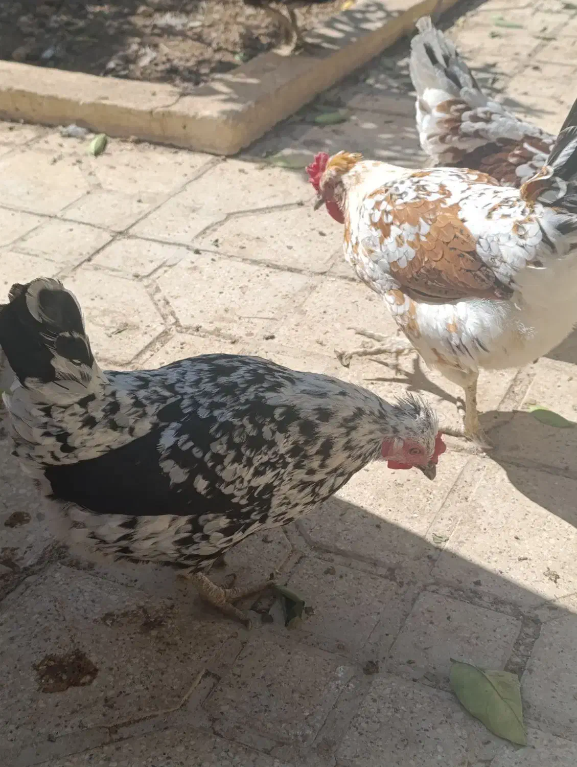 فروش تخم مرغ نطفه دار گلین|حیوانات مزرعه|شیراز, رکن‌آباد|دیوار