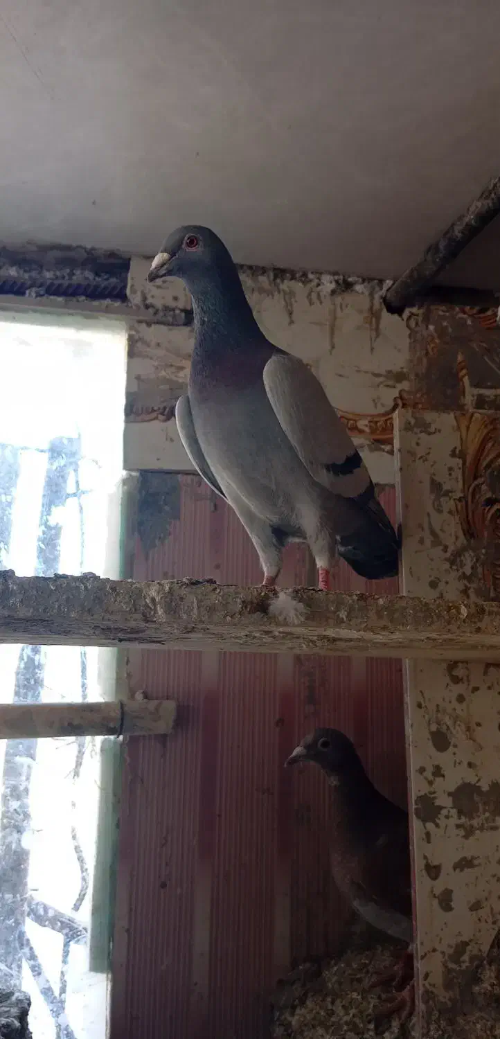 کبوتر سبز|پرنده|درمیان, |دیوار