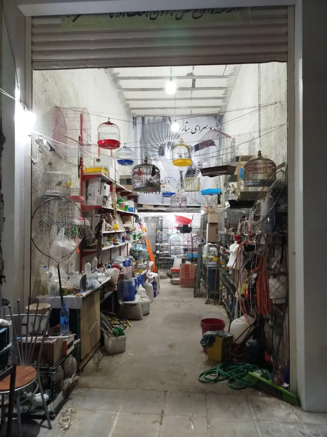 قناری فنج مرغ عشق|پرنده|یزد, |دیوار