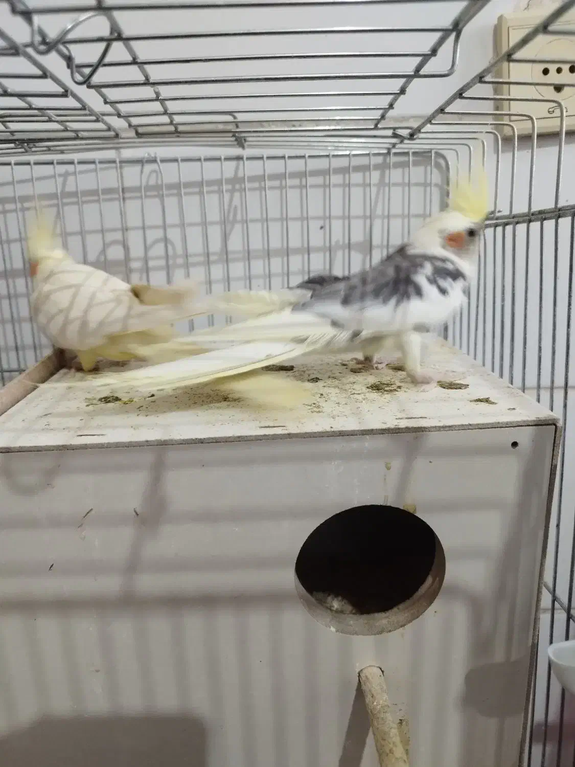 عروس هلندی به همراه جوجه|پرنده|بافت, |دیوار