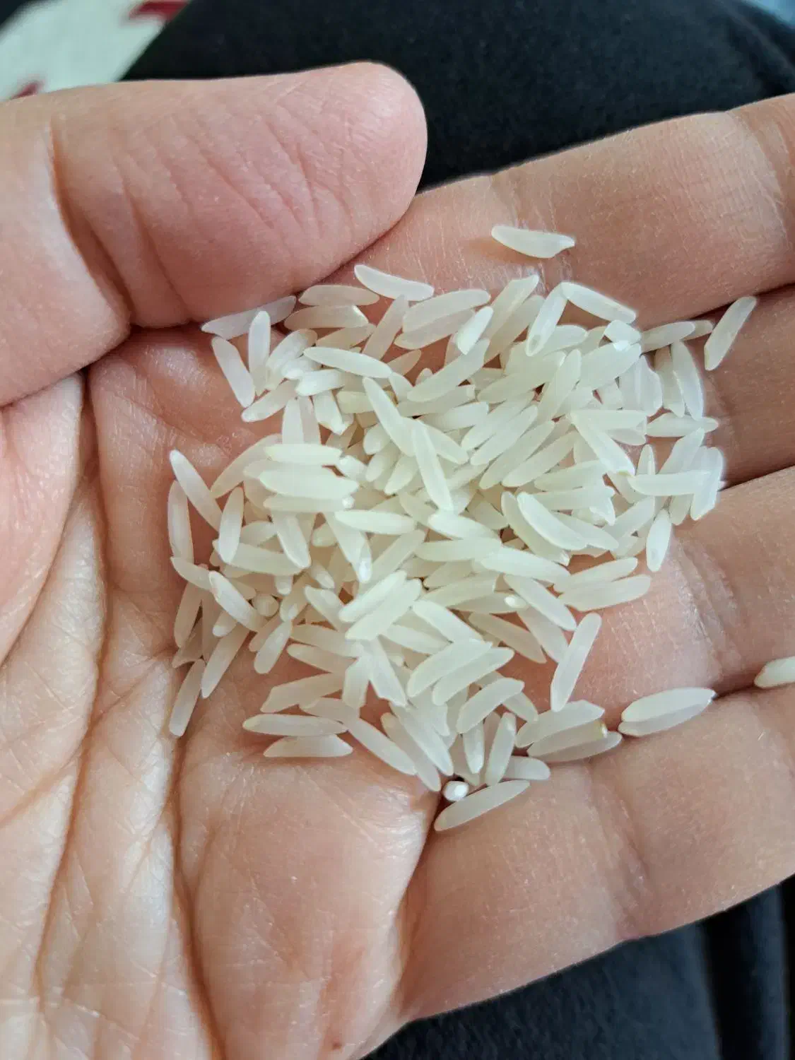 برنج فجر کشت اول|خوردنی و آشامیدنی|آمل, |دیوار