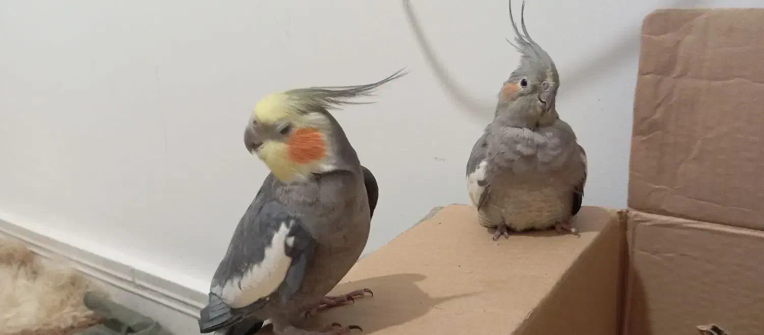 عروس هلندی یه جفت|پرنده|سنگر, |دیوار