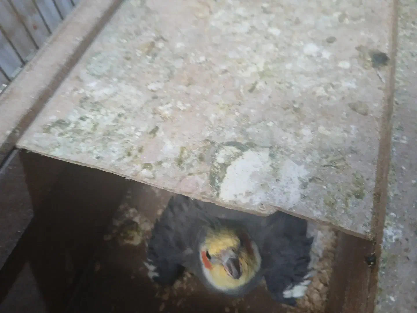 عروس هلندی جفت مولد کار داده تازه با تخم کرده|پرنده|بجنورد, |دیوار