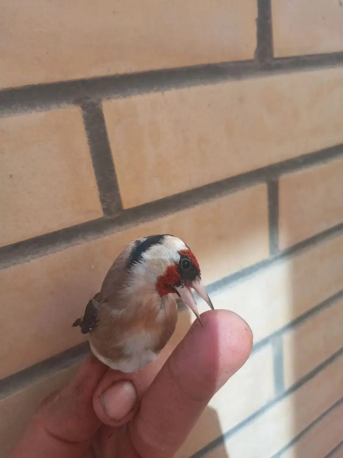 سهره  جوجه سهره|پرنده|اصفهان, کوی گلزار|دیوار