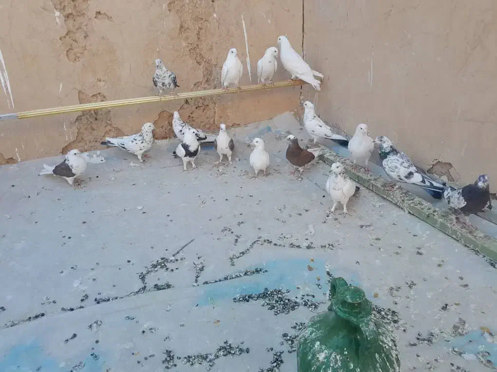 کبوتر|پرنده|سمنان, |دیوار