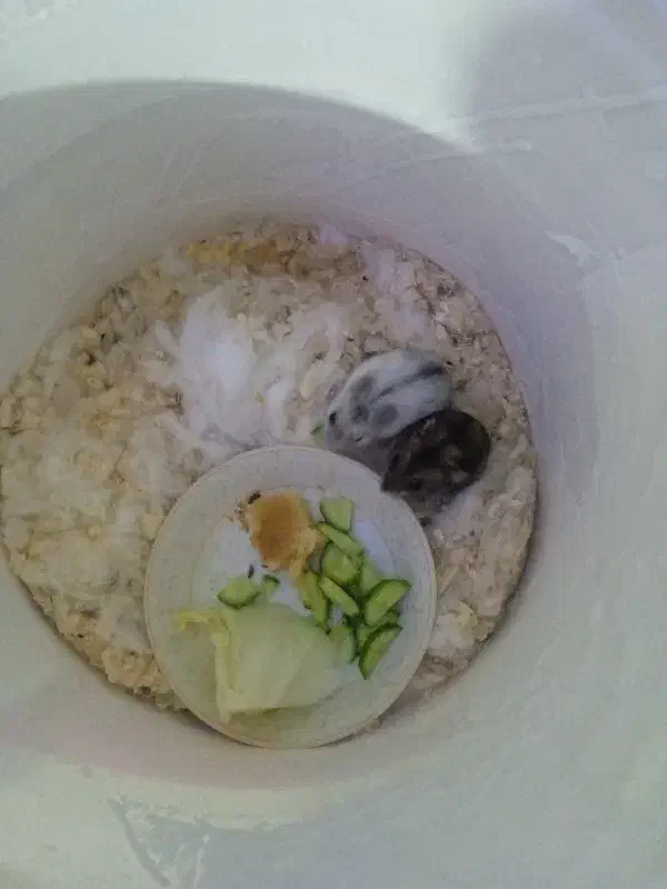 همستر|موش و خرگوش|اندیشه, اندیشه فاز ۱|دیوار