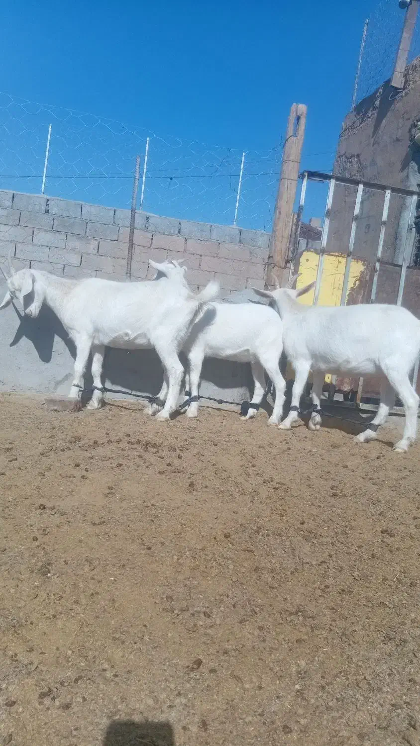 بزسانن بزغاله|حیوانات مزرعه|خواف, |دیوار