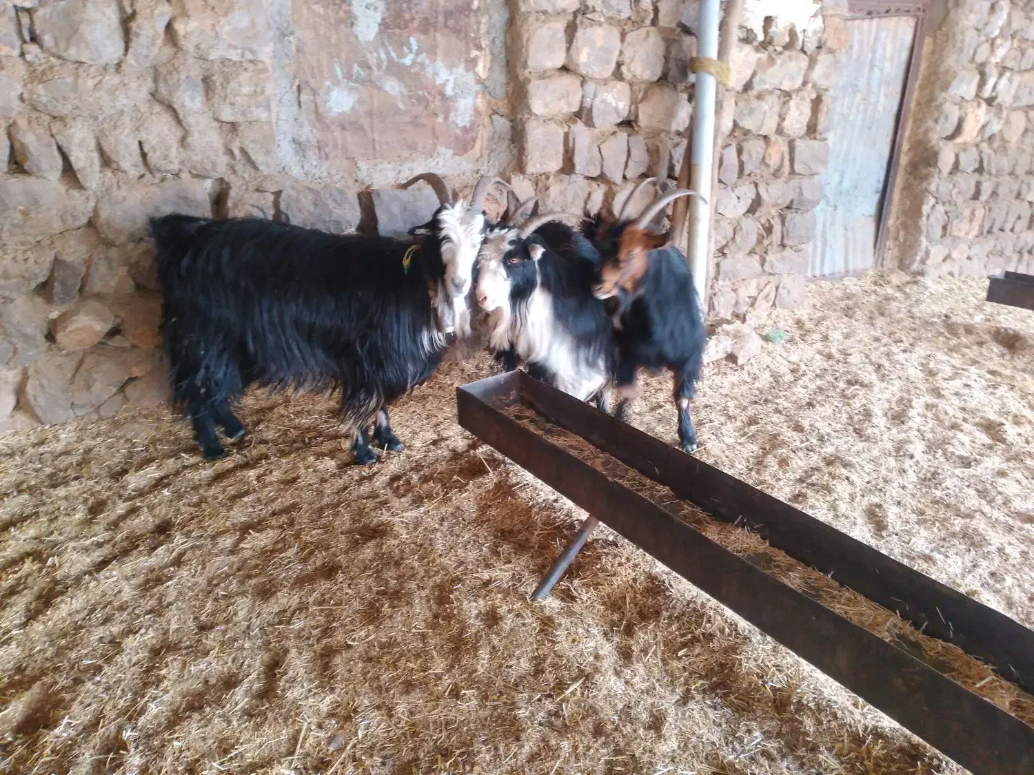 بز چاق|حیوانات مزرعه|ایذه, |دیوار