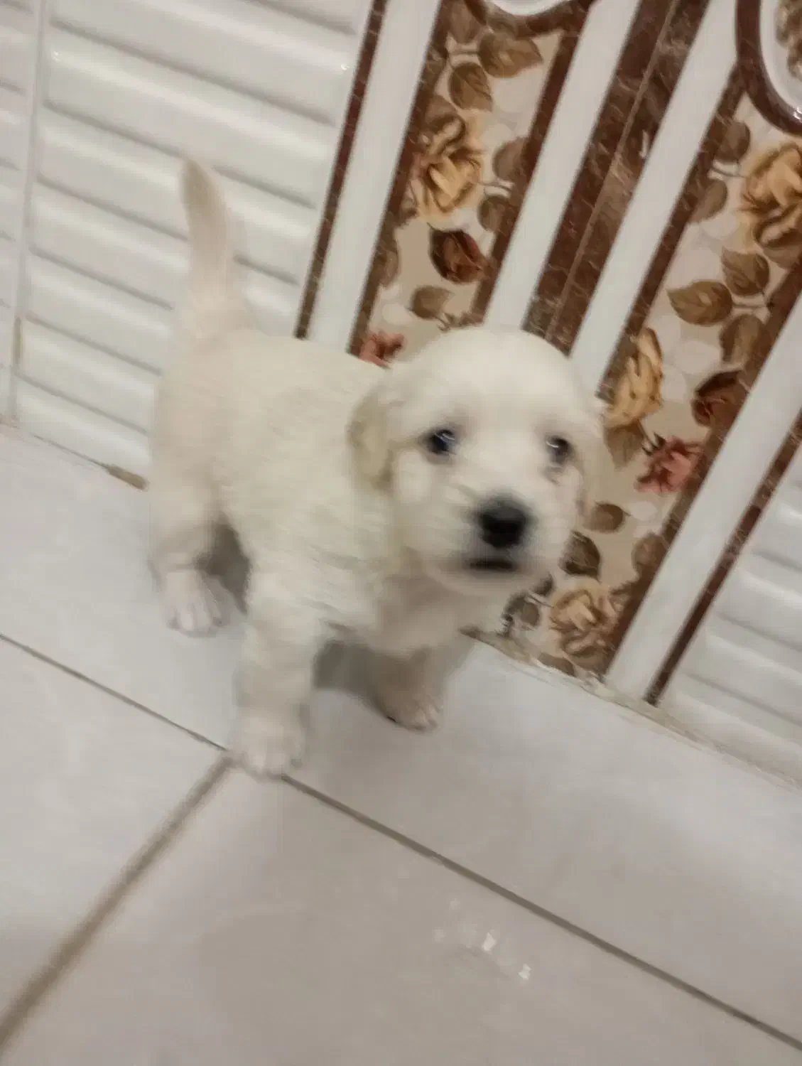 توله سگ|سگ|بروجرد, |دیوار