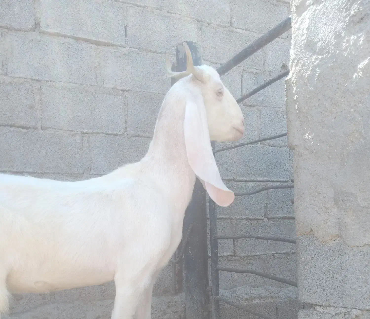 فروش بز|حیوانات مزرعه|بندر ماهشهر, |دیوار