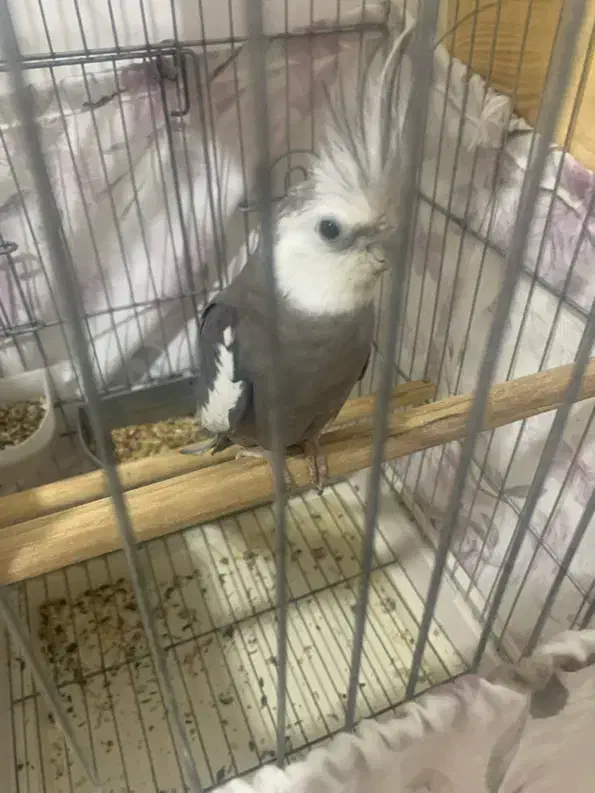 عروس هلندی|پرنده|بندر کنگان, |دیوار