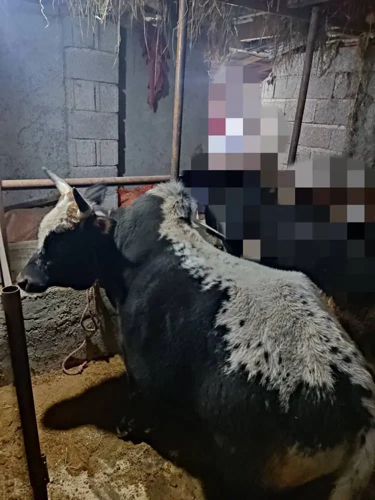 ورزا کوله آس|حیوانات مزرعه|سنگر, |دیوار