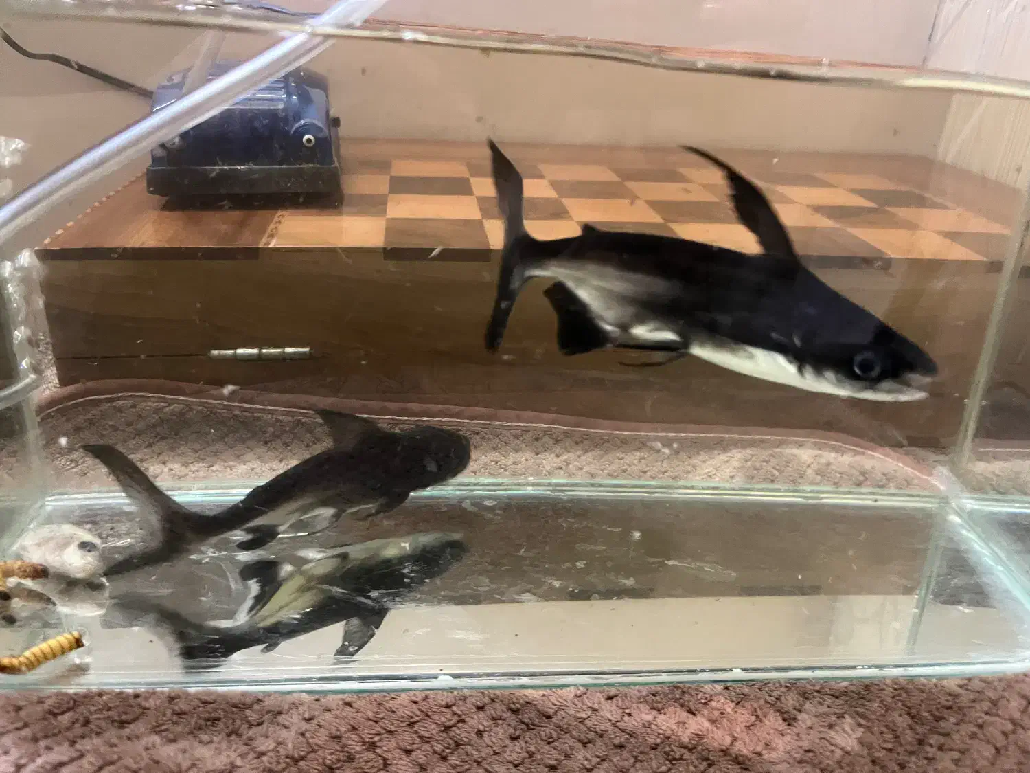 ماهی|ماهی|کرج, گلشهر|دیوار