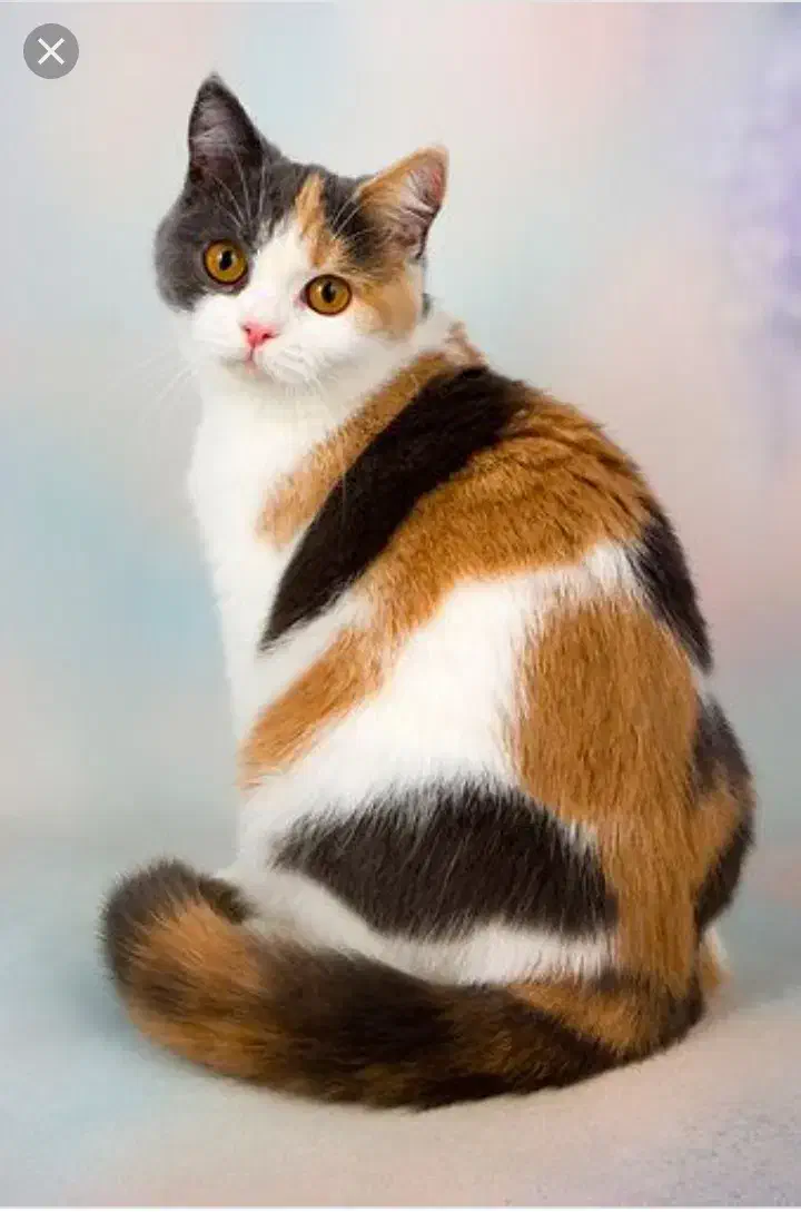 واگذاری گربه معلول|گربه|همدان, |دیوار