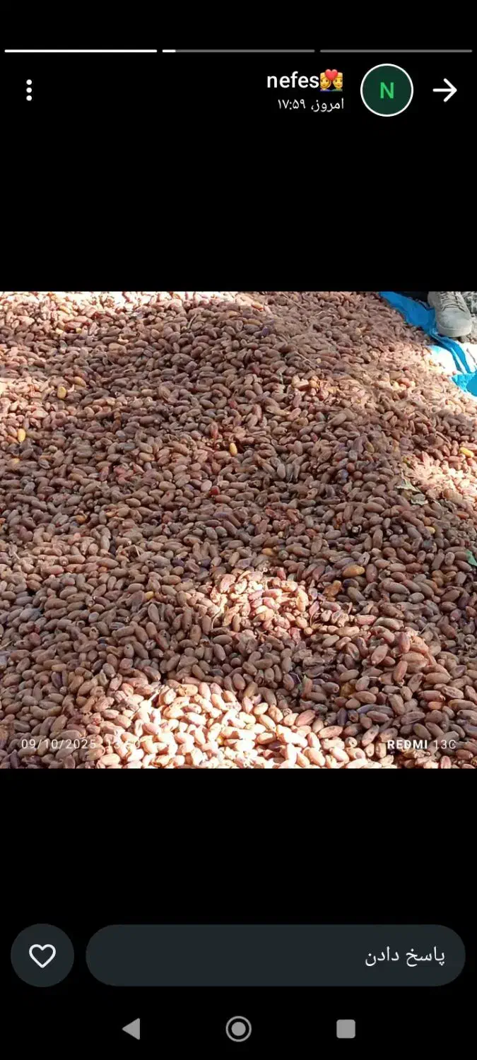 خرما شاهانی|عمدهفروشی|لار, |دیوار