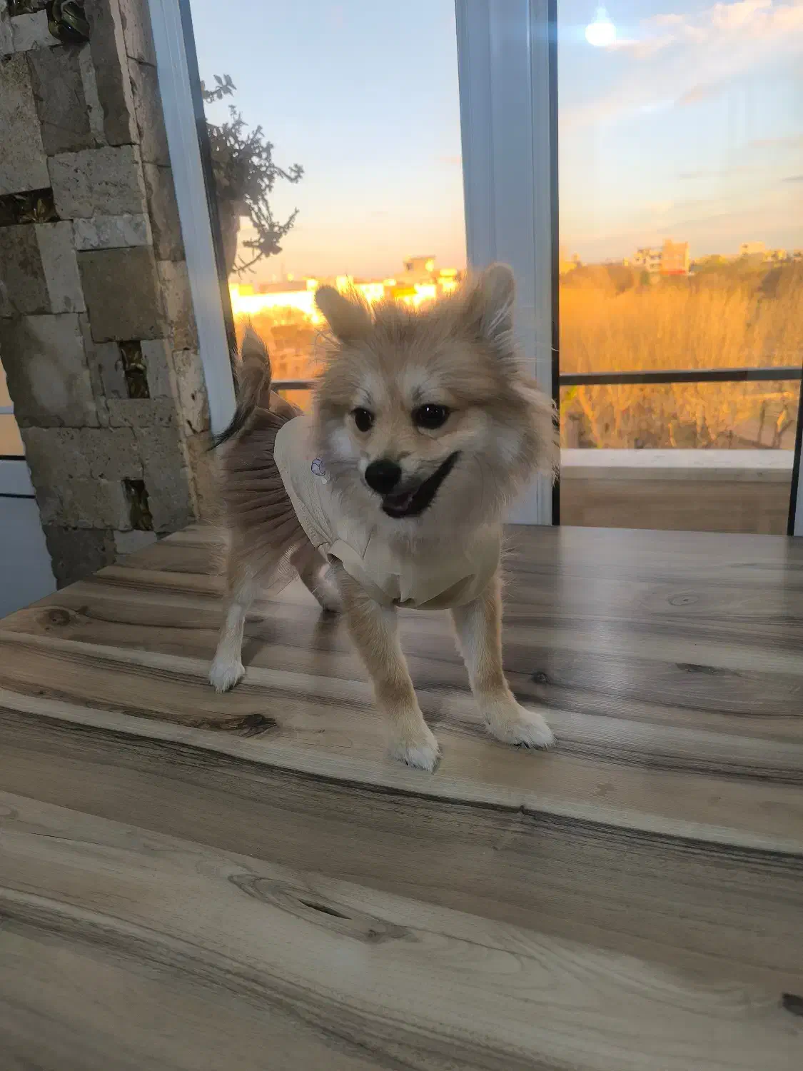 پامرین|سگ|قزوین, |دیوار