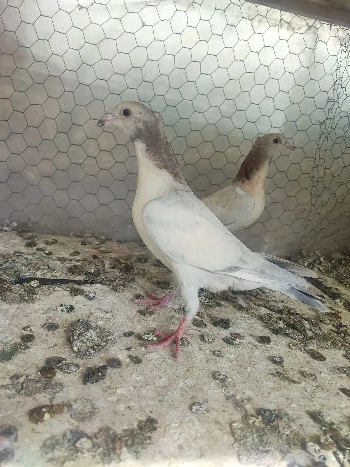 کبوتر سرور،|پرنده|مبارکه, |دیوار