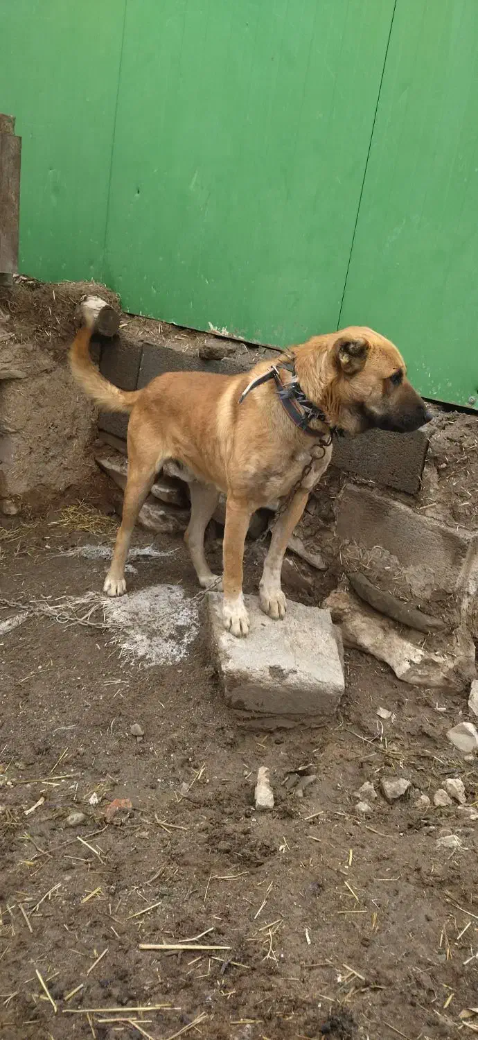 سگ سرابی|سگ|خواجه, |دیوار