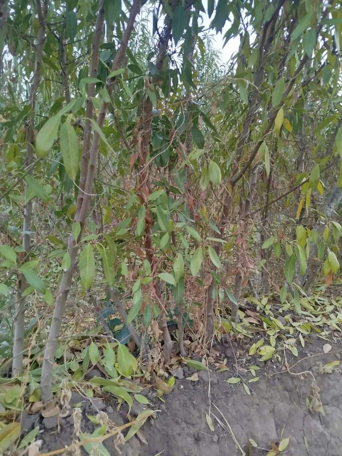 نهال بادام پیوندی|خدمات باغبانی و درختکاری|ملکان, |دیوار