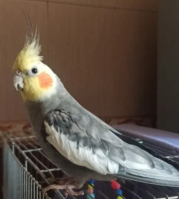 عروس هلندی نر ،با قفس ولوازم|پرنده|قرچک, شهرک طلائیه|دیوار