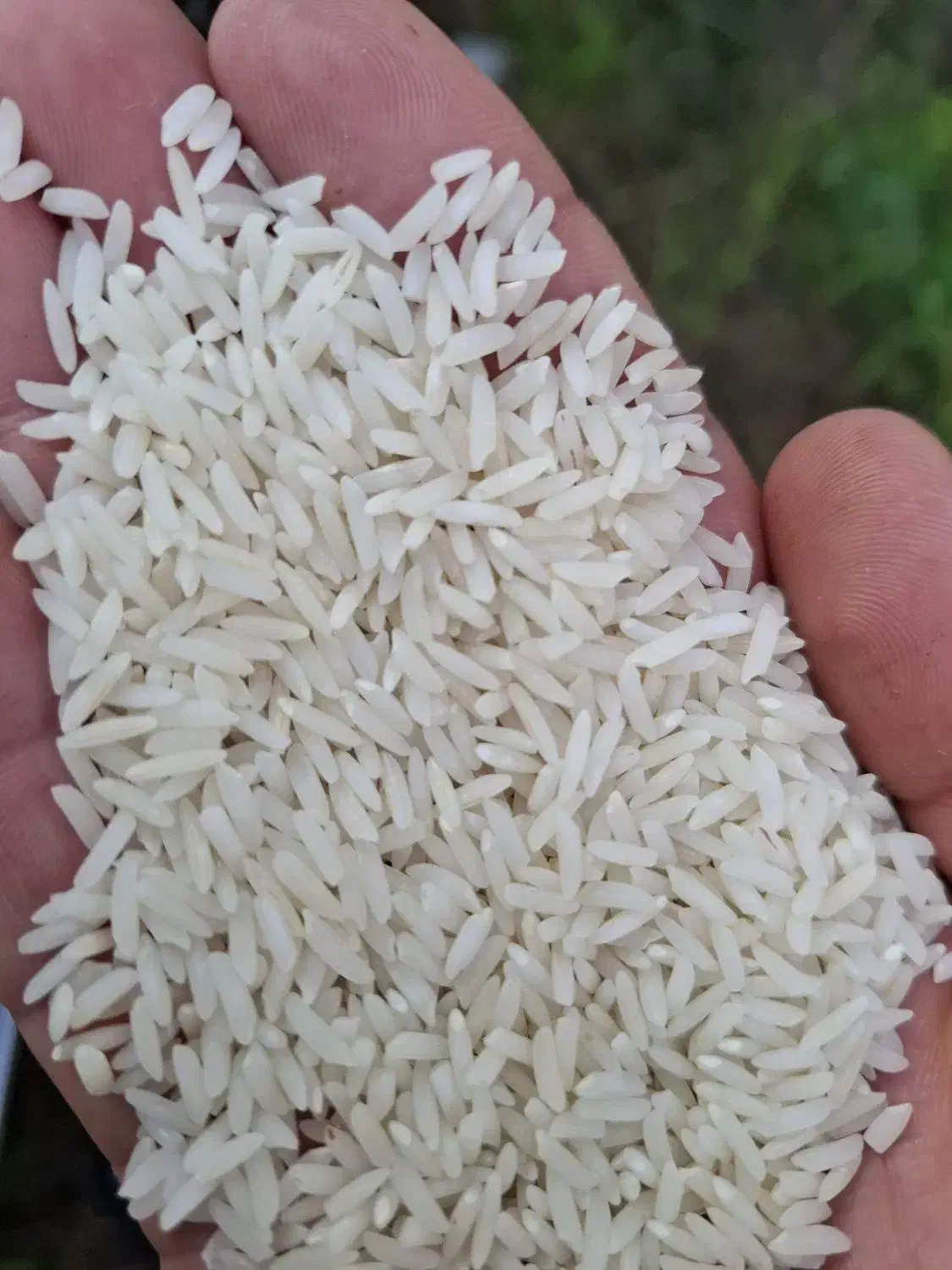 برنج هاشمی|خوردنی و آشامیدنی|املش, |دیوار