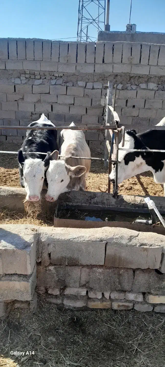گاو و تخت|حیوانات مزرعه|نیشابور, محله میدان باغات|دیوار