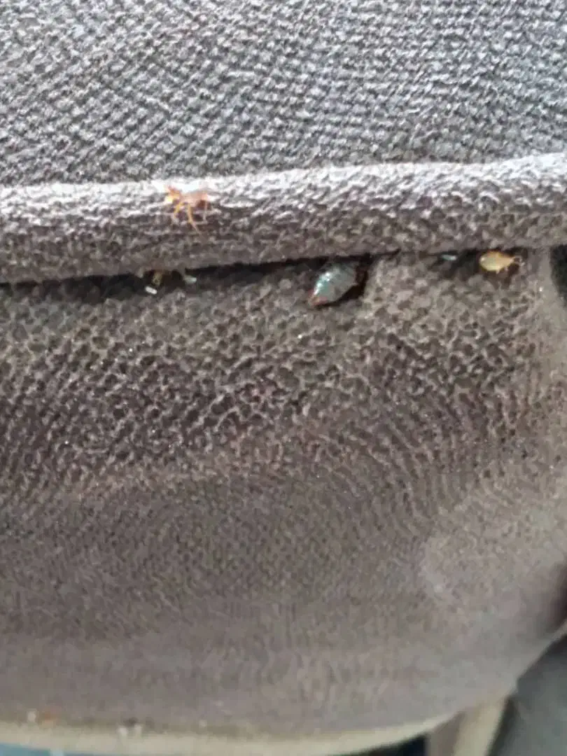 سمپاشی فوری تخصصی باضمانت نامه کتبی ساس ،سوسک موش|خدمات نظافت|قرچک, شهرک صنعتی قرچک|دیوار