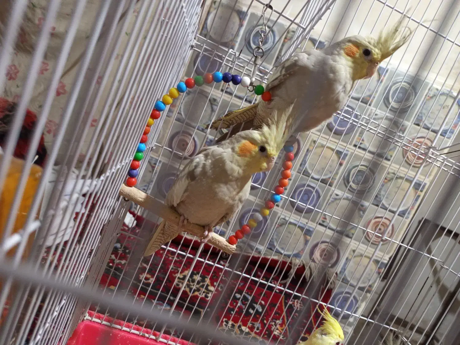 ۴ عدد عروس هلندی|پرنده|الوند, |دیوار