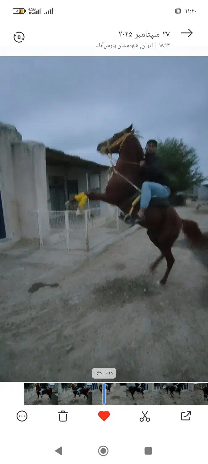 اسب کرد  ۴سالع سواری دار|اسب و تجهیزات اسب‌سواری|پارس‌آباد, |دیوار