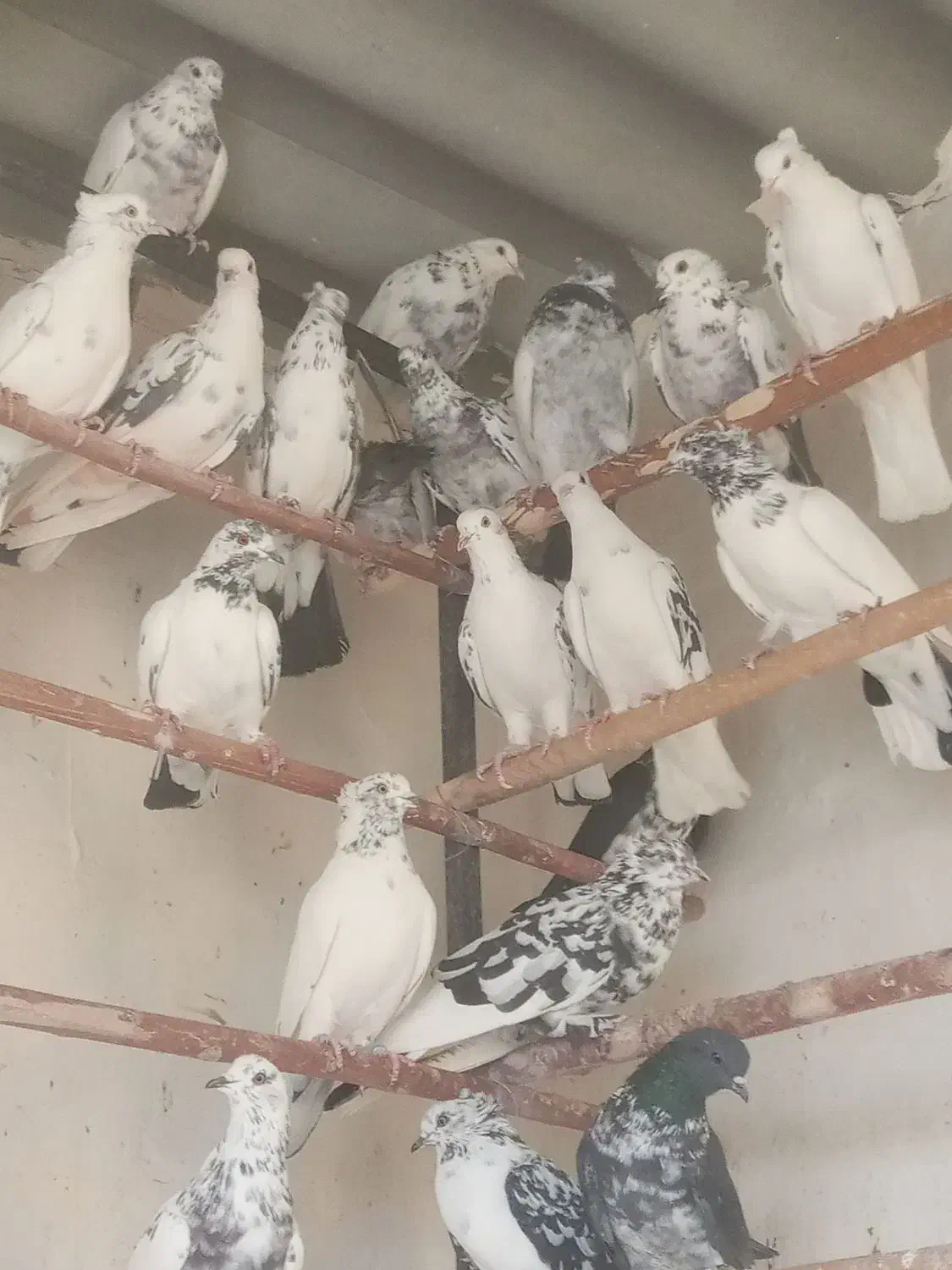 کفترگرویی|پرنده|کاشان, شهرک صنعتی کویر|دیوار