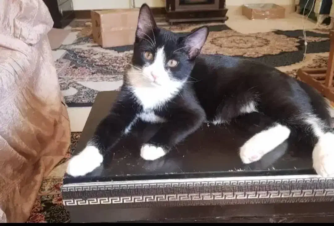 واگذاری گربه نژاد تاکسیدو|گربه|اهواز, بیست متری شهرداری|دیوار