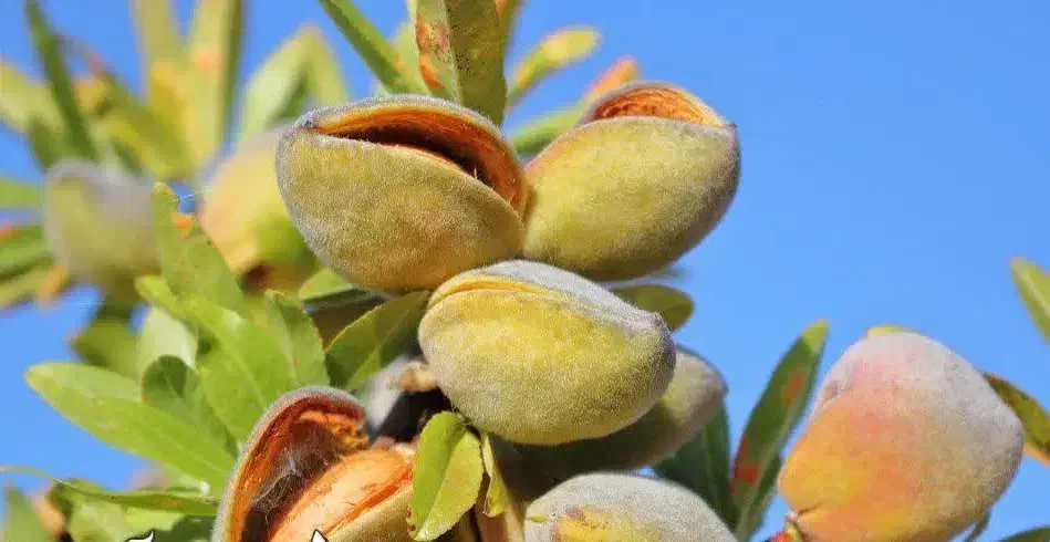 پیش فروش نهال بادام شکوفه|خدمات باغبانی و درختکاری|جوادآباد, |دیوار