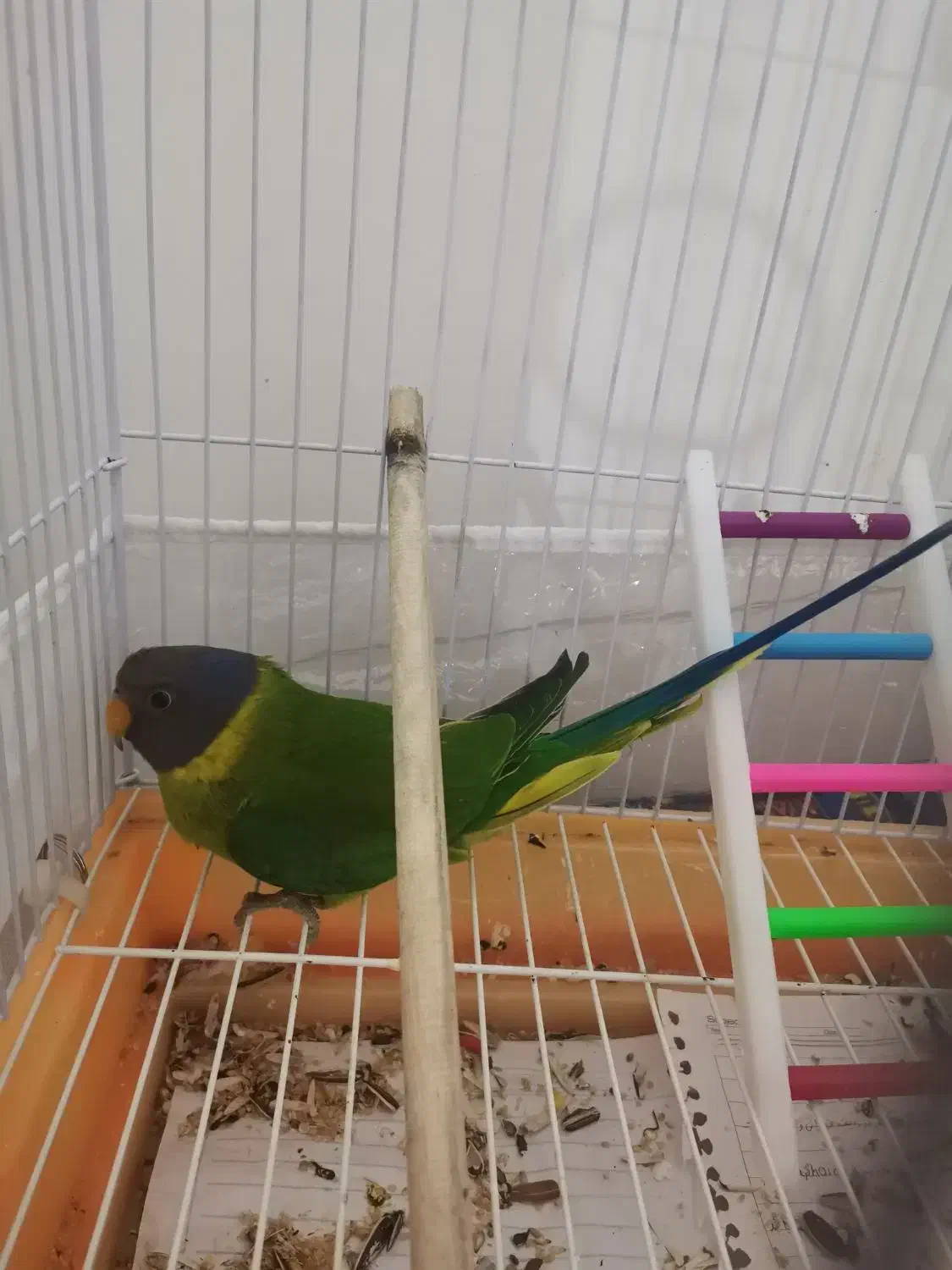 طوطی ملنگوسرفندقی معاوضه هم میشه|پرنده|زاهدان, |دیوار