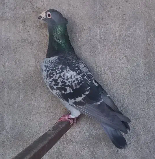 کبوتر|پرنده|سوسنگرد, |دیوار