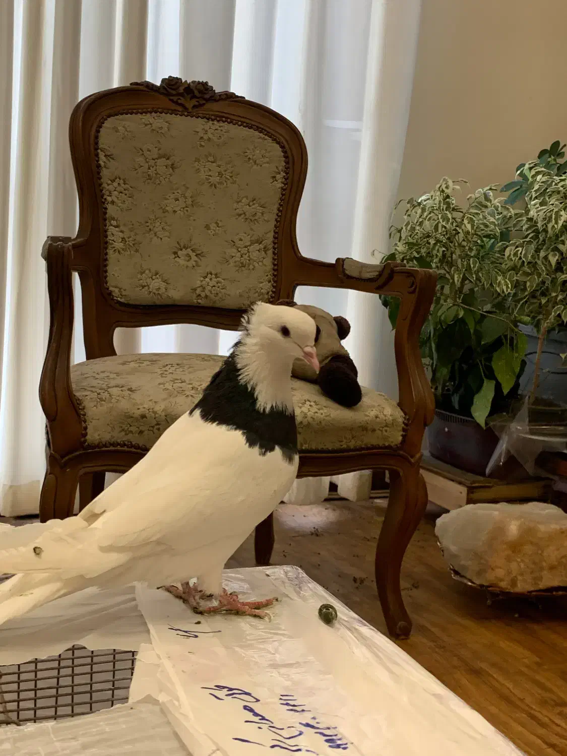 طوقی|پرنده|کرج, فاز ۱ مهرشهر|دیوار