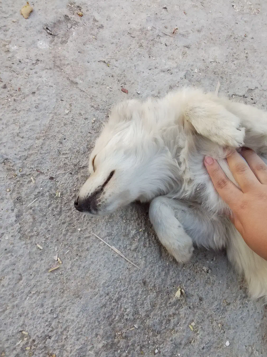 سگ پاکوتاه معاوضه با کفتر پرشی|سگ|شازند, |دیوار