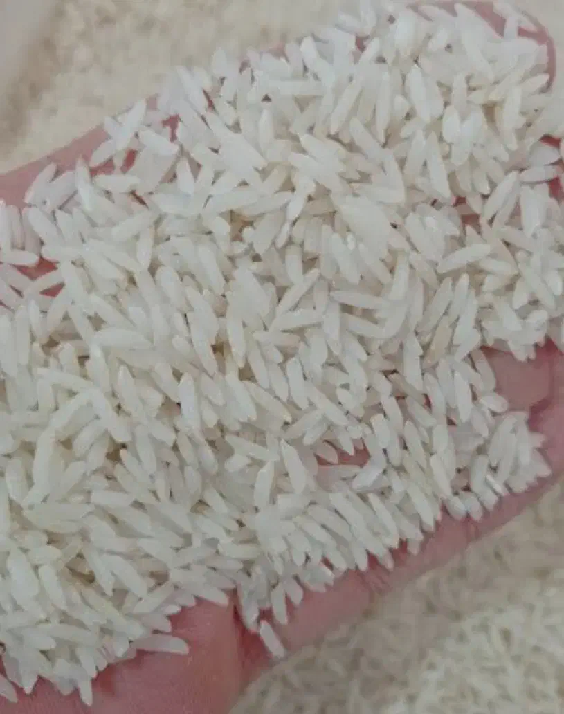 برنج کشت دوم طارم اصل کیلویی ۳۱۵تومن|خوردنی و آشامیدنی|بابل, |دیوار