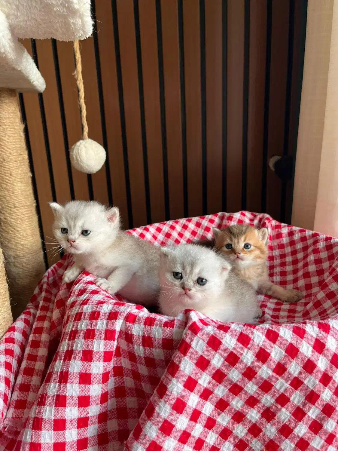 ۵ قلاده گربه اصیل اسکاتیش|گربه|چالوس, |دیوار